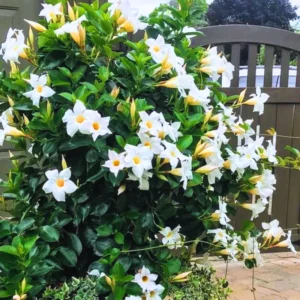 Mandeville Vine Plants - Live Rocktrumpet Flower, 4-6 Inches, Pack of 2