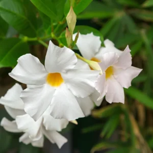 Mandeville Vine Plants - Live Rocktrumpet Flower, 4-6 Inches, Pack of 2