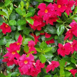 Mandeville Vine Plants - Live Rocktrumpet Flower, 4-6 Inches, Pack of 2