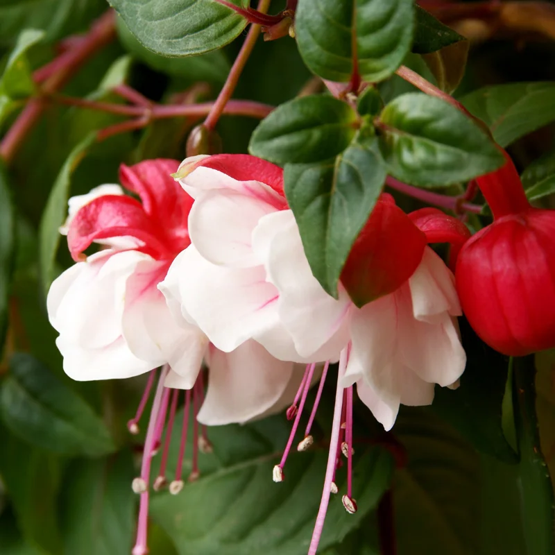 Fuchsia Plant Live Starter - Hardy Fuchsia Flower Plant - 3-4 Inch Bareroot Plug