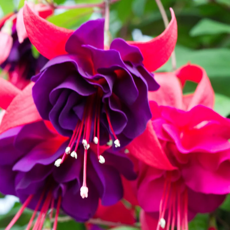 Fuchsia Plant Live Starter - Hardy Fuchsia Flower Plant - 3-4 Inch Bareroot Plug