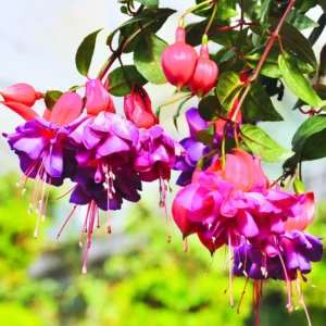 Fuchsia Plant Live Starter - Hardy Fuchsia Flower Plant - 3-4 Inch Bareroot Plug