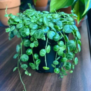 String Of Turtles Plant Live Succulent - Vining Potted Houseplant