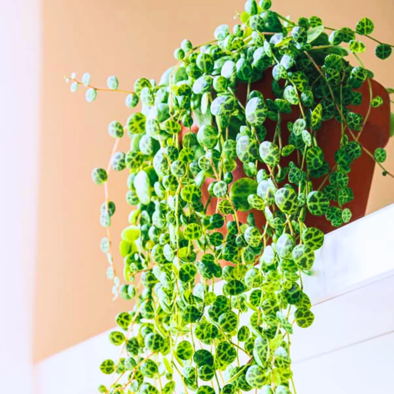 String Of Turtles Plant Live Succulent - Vining Potted Houseplant