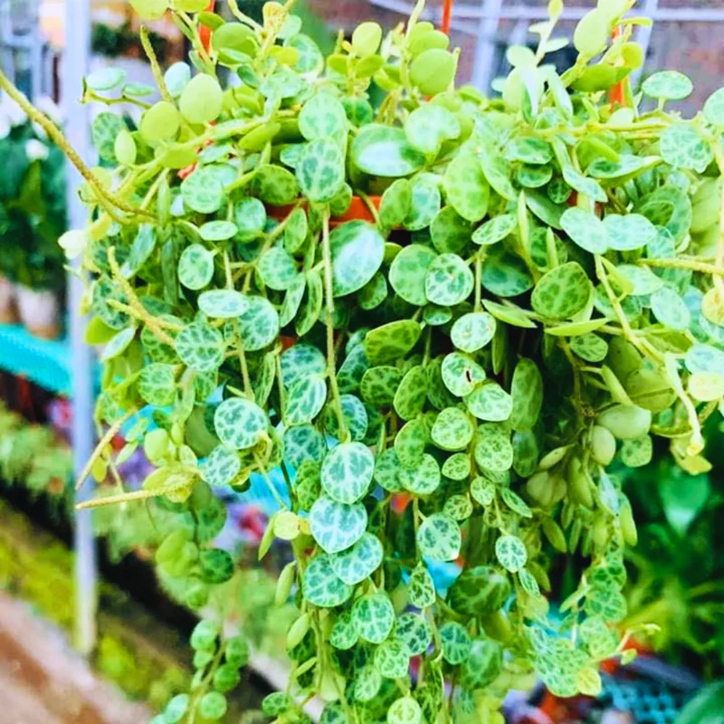 String Of Turtles Plant Live Succulent - Vining Potted Houseplant