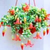 Cotyledon Pendens Succulent Live Plant Potted Vining Plant