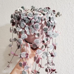 Variegated String Of Hearts Succulent Hanging Plant - Ceropegia Woodii Live Potted