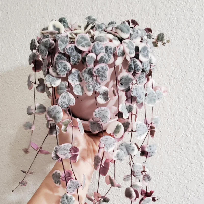 Variegated String Of Hearts Succulent Hanging Plant - Ceropegia Woodii Live Potted