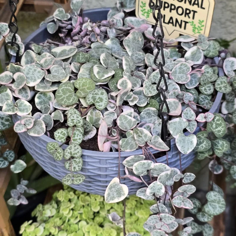 Variegated String Of Hearts Succulent Hanging Plant - Ceropegia Woodii Live Potted