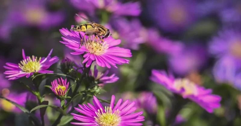 5 Best Tips for Supporting Pollinators in Your Yard This Spring