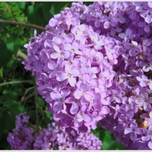 Common Lilac Bush – Lavender Purple Blooms | Fragrant, Hardy Lilac Shrub | Cold-Hardy, Drought-Resistant, Low Maintenance | Perfect for Gardens & Landscaping – Live Plant Shipped 1 to 2 Feet Tall