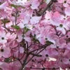 Beautiful Flowering Dogwood Tree (YUN2) Healthy Live Plant (Pink)