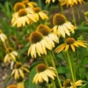 Yellow Coneflower Plants - Live Echinacea Perennial Roots - 4-6 Inches - Flowering Perennial