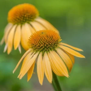 Yellow Coneflower Plants - Live Echinacea Perennial Roots - 4-6 Inches - Flowering Perennial