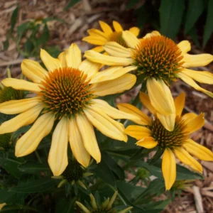 Yellow Coneflower Plants - Live Echinacea Perennial Roots - 4-6 Inches - Flowering Perennial