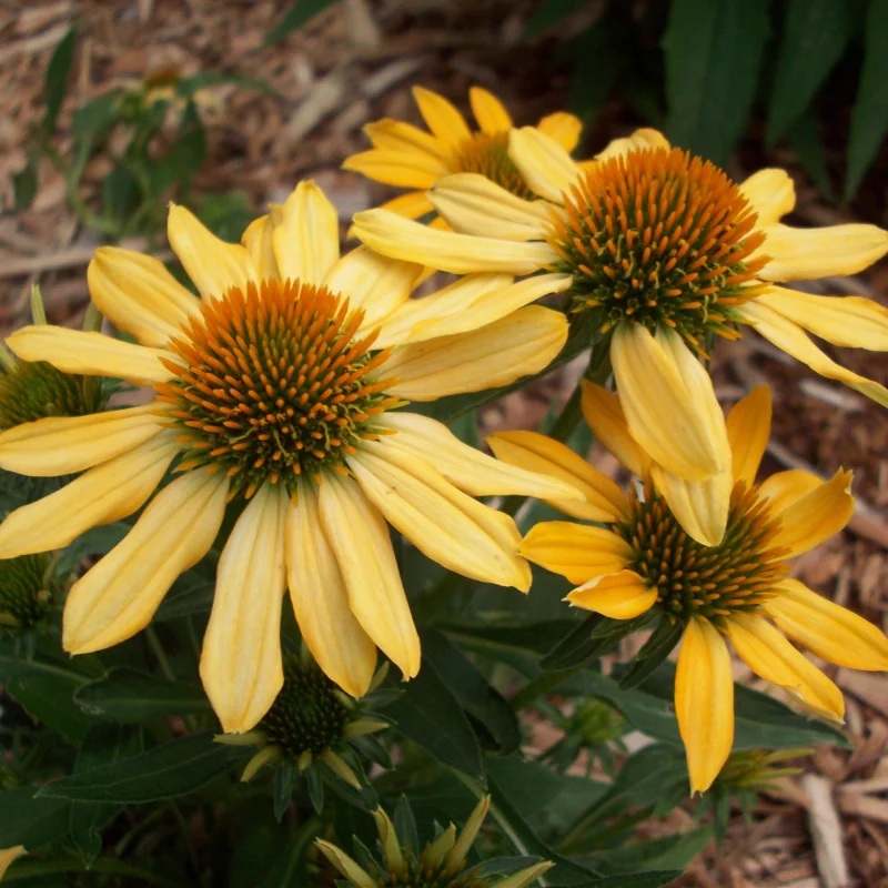 Yellow Coneflower Plants - Live Echinacea Perennial Roots - 4-6 Inches - Flowering Perennial