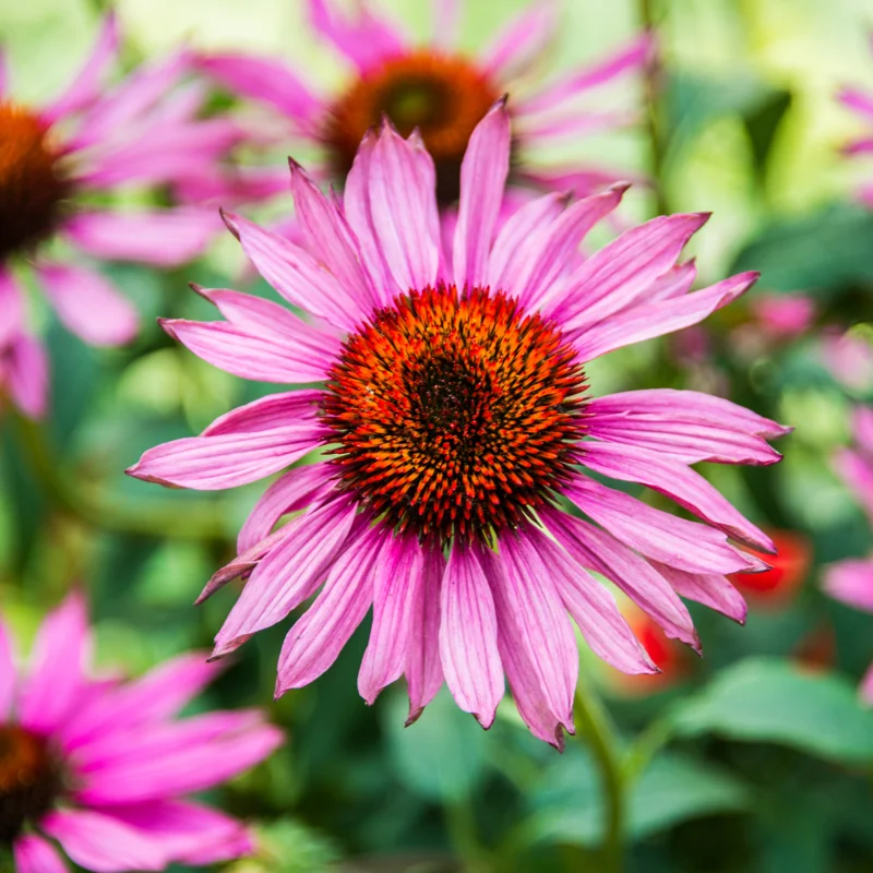 Purple Coneflower Plants - Set of 3 Echinacea Roots Perennial Flowers Outdoor Garden 3-5 Inch