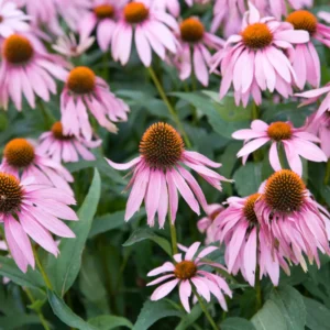 Purple Coneflower Plants - Set of 3 Echinacea Roots Perennial Flowers Outdoor Garden 3-5 Inch