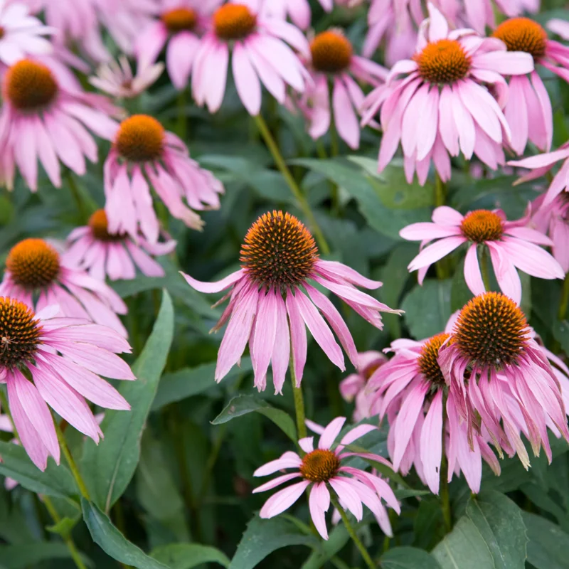 Purple Coneflower Plants - Set of 3 Echinacea Roots Perennial Flowers Outdoor Garden 3-5 Inch