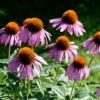 Purple Coneflower Plants - Set of 3 Echinacea Roots Perennial Flowers Outdoor Garden 3-5 Inch