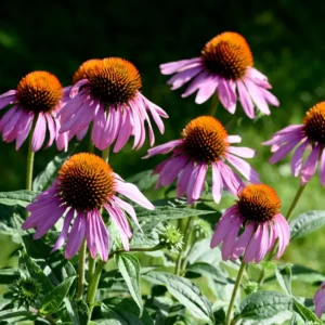 Purple Coneflower Plants - Set of 3 Echinacea Roots Perennial Flowers Outdoor Garden 3-5 Inch