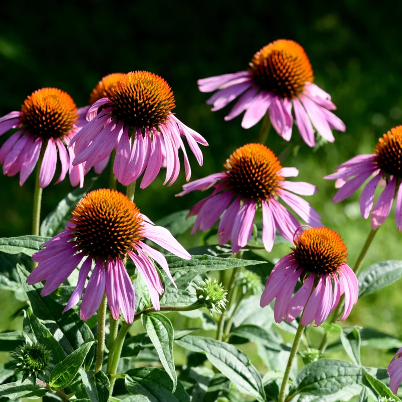 Purple Coneflower Plants - Set of 3 Echinacea Roots Perennial Flowers Outdoor Garden 3-5 Inch