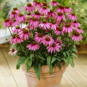 Purple Coneflower Plants - Set of 3 Echinacea Roots Perennial Flowers Outdoor Garden 3-5 Inch