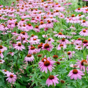 Purple Coneflower Plants - Set of 3 Echinacea Roots Perennial Flowers Outdoor Garden 3-5 Inch