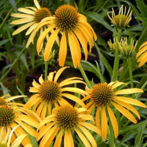 Yellow Coneflower Echinacea Plant Set - 3 Rooted Perennial Flowers - Outdoor Garden
