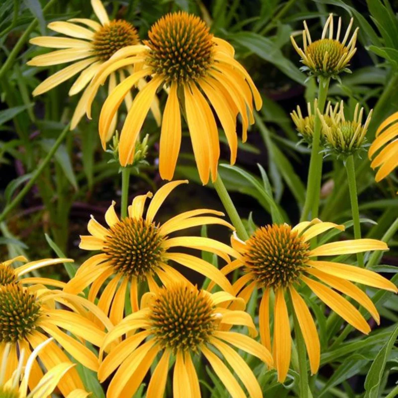 Yellow Coneflower Echinacea Plant Set - 3 Rooted Perennial Flowers - Outdoor Garden