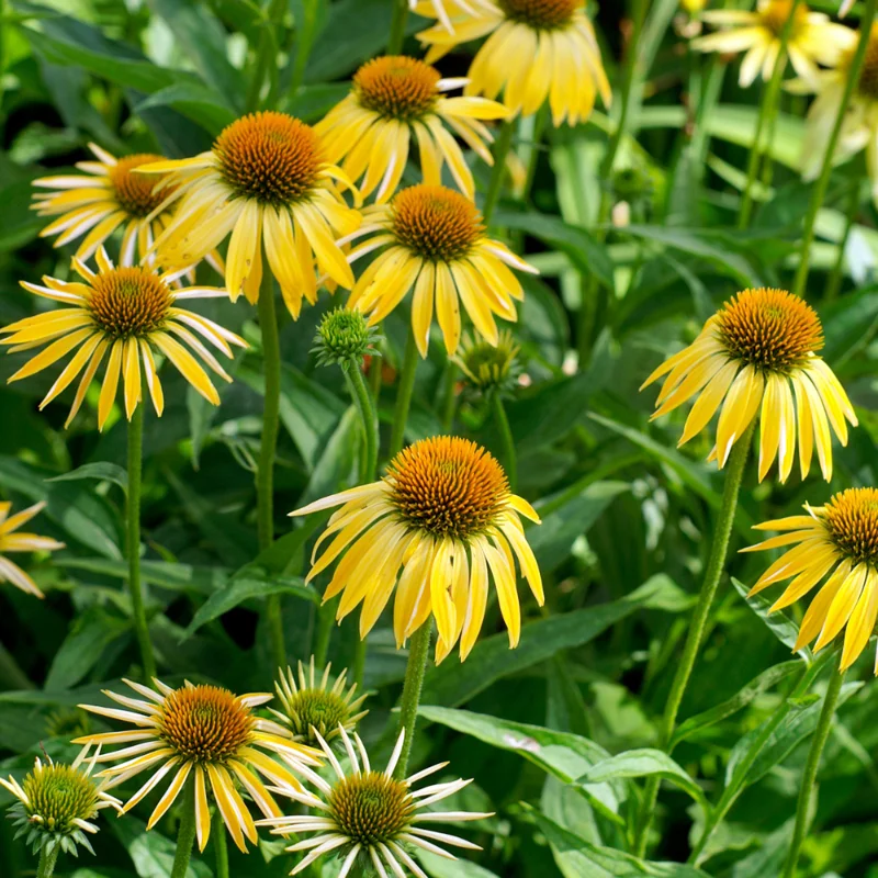 Yellow Coneflower Echinacea Plant Set - 3 Rooted Perennial Flowers - Outdoor Garden