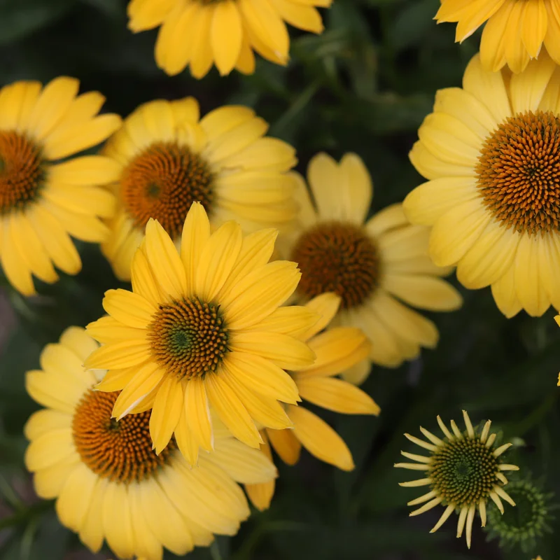 Yellow Coneflower Echinacea Plant Set - 3 Rooted Perennial Flowers - Outdoor Garden
