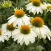White Coneflower Plant - Live Echinacea Flowering Plant - 5 Inch Tall - Indoor/Outdoor