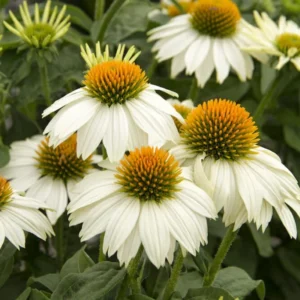 White Coneflower Plant - Live Echinacea Flowering Plant - 5 Inch Tall - Indoor/Outdoor