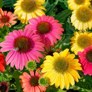 Assorted Coneflower Plant - Echinacea Live Flowering Plants, 5 Inch Tall, Garden Ready