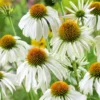 White Echinacea Coneflower Plant - Live Perennial in 3 Inch Pot