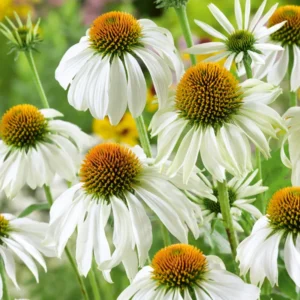 White Echinacea Coneflower Plant - Live Perennial in 3 Inch Pot