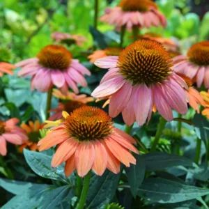 Mixed Echinacea Coneflower Plant Live Perennial 3 Inch Pot Assorted Colors