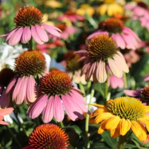 Mixed Echinacea Coneflower Plant Live Perennial 3 Inch Pot Assorted Colors