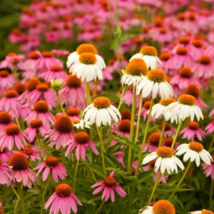 Mixed Echinacea Coneflower Plant Live Perennial 3 Inch Pot Assorted Colors