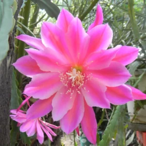 Pink Epiphyllum Orchid Cactus Plants Rooted 5-7 Inches Houseplant Indoor Outdoor