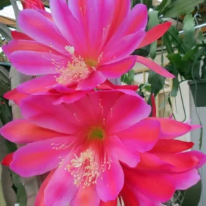 Pink Epiphyllum Orchid Cactus Plants Rooted 5-7 Inches Houseplant Indoor Outdoor