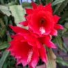 Red Epiphyllum Orchid Cactus Plants - 2 Rooted Houseplant Indoor/Outdoor 5-7 Inches