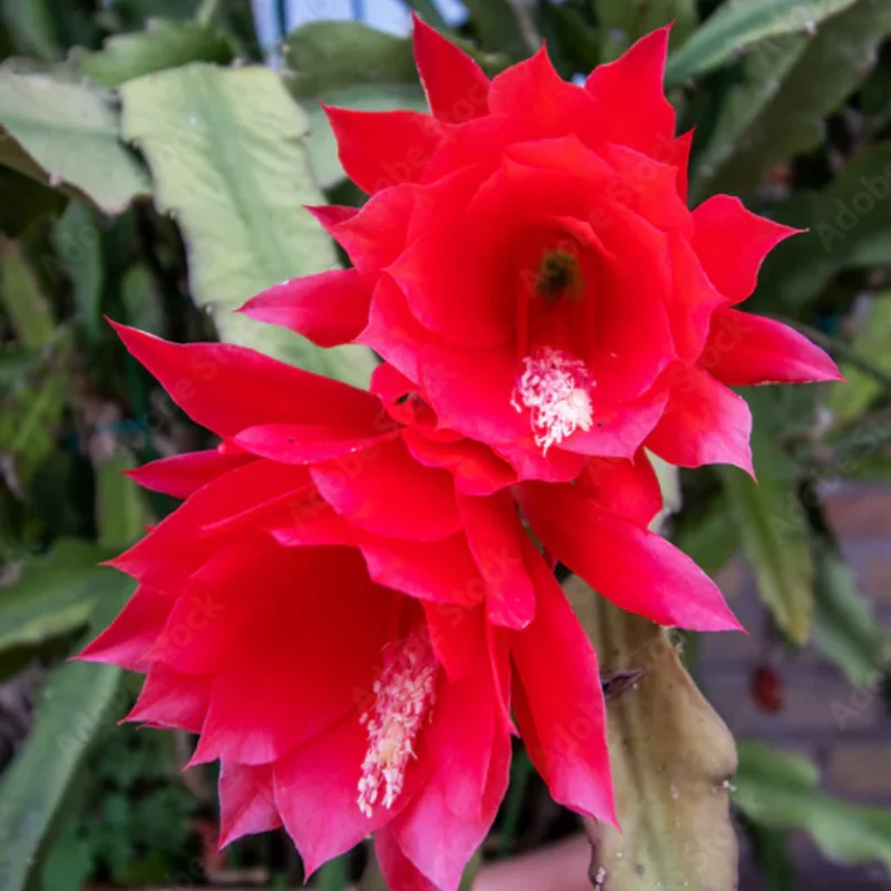 Red Epiphyllum Orchid Cactus Plants - 2 Rooted Houseplant Indoor/Outdoor 5-7 Inches