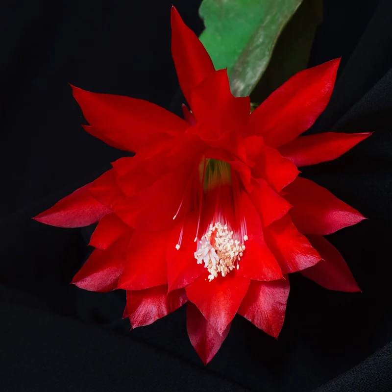 Red Epiphyllum Orchid Cactus Plants - 2 Rooted Houseplant Indoor/Outdoor 5-7 Inches