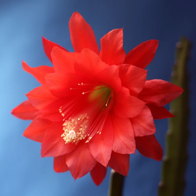 Red Epiphyllum Orchid Cactus Plants - 2 Rooted Houseplant Indoor/Outdoor 5-7 Inches