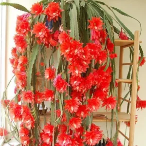 Red Epiphyllum Orchid Cactus Plants - 2 Rooted Houseplant Indoor/Outdoor 5-7 Inches