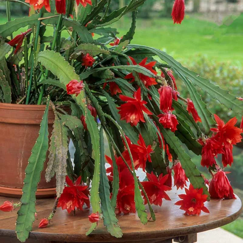 Red Epiphyllum Orchid Cactus Plants - 2 Rooted Houseplant Indoor/Outdoor 5-7 Inches