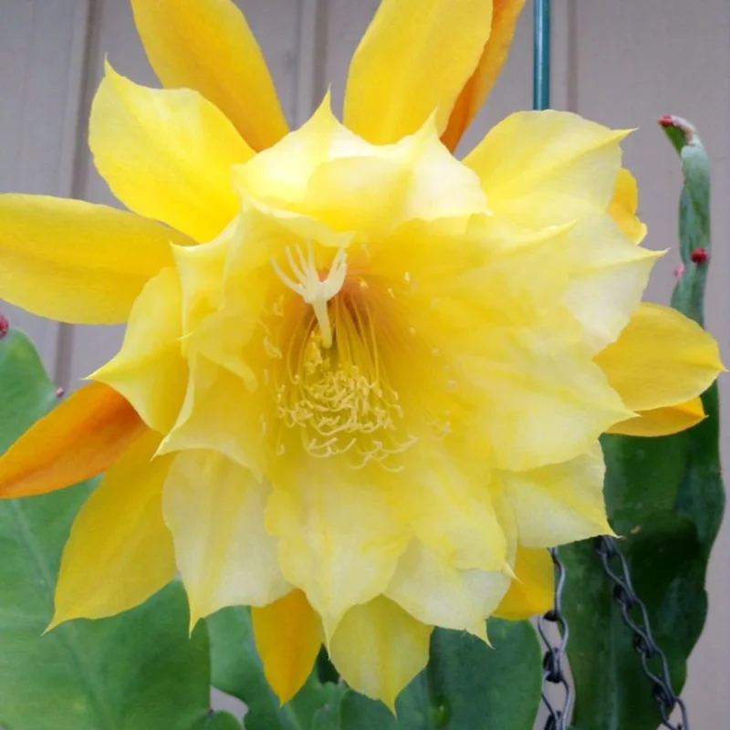 Yellow Epiphyllum Orchid Cactus Plants - Rooted Houseplant Indoor Outdoor 5-7 Inches