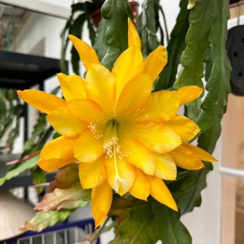 Yellow Epiphyllum Orchid Cactus Plants - Rooted Houseplant Indoor Outdoor 5-7 Inches